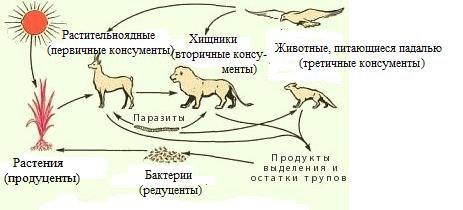 Начальным звеном пищевой цепи являются продуценты. Биология 7 класс цепь питания продуценты консументы редуценты. Пищевая цепь продуценты консументы редуценты схема. Пищевая цепь продуценты консументы редуценты примеры. Цепи питания животных консументы редуценты.