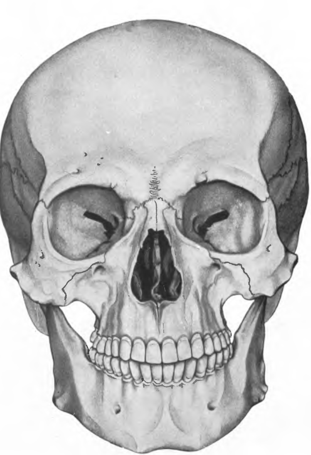 В правом черепе. Череп Cranium вид спереди. Кости черепа анатомия. Череп сбоку анатомия без подписей. Анатомия лицевого скелета черепа.