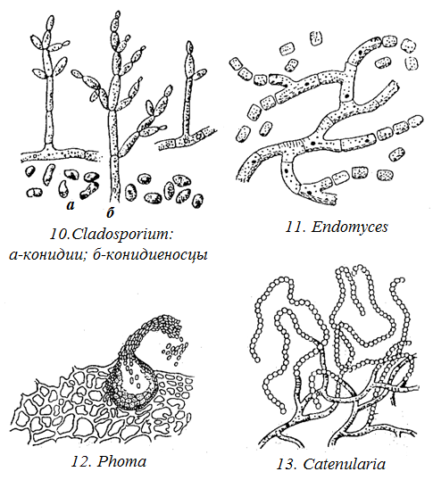 Простейшие водоросли грибы. Дрожжи грибы строение. Строение грибов микробиология рисунок. Endomyces рисунок. Мицелий дрожжевых грибов рисунок.