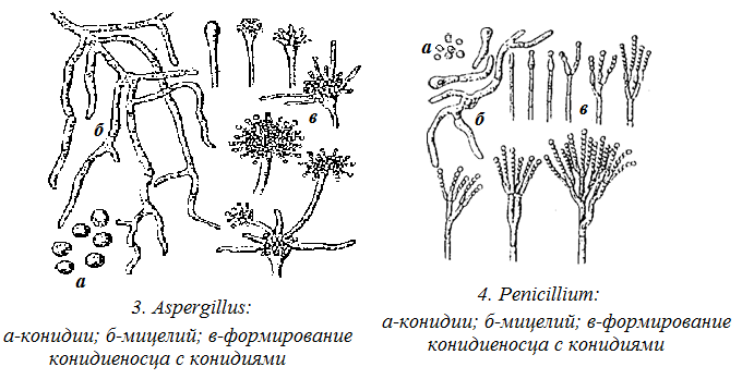 Обнаружены споры и мицелий. Конидии аспергилла. Конидии пеницилла. Пеницилл и аспергилл. Морфологические признаки грибов Trichoderma.