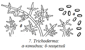 Обнаружены споры и мицелий. Триходерма строение гриба. Грибы рода триходерма. Триходерма Верде мицелий. Морфологические признаки грибов триходерма.