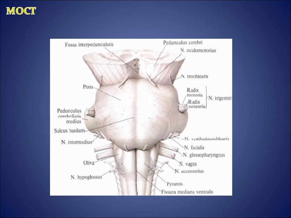 Поверхности заднего мозга. Вентральная поверхность продолговатого мозга. Продолговатый мозг строение задняя поверхность. Вентральная поверхность продолговатого мозга анатомия. Дорсальная поверхность продолговатого мозга.