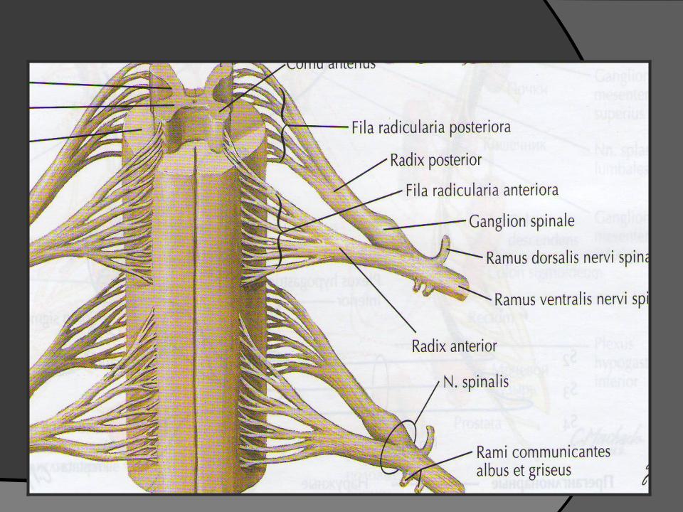 Нервная система латынь. Radix spinalis anterior. Спинномозговые нервы. Сплетения / Spinal nerves. Plexuses. Спинальные нервы анатомия. Спинной нерв латынь.
