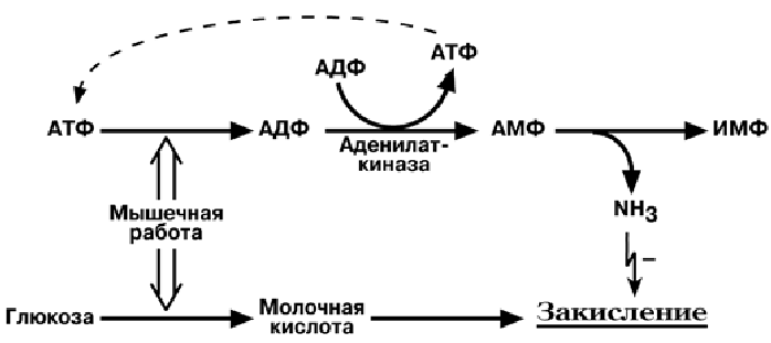 Накапливает атф. Молочная кислота АТФ. АТФ АДФ структура. Накопление молочной кислоты схема.