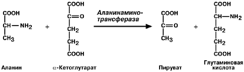 Альфолиподиеева кислота. Аланин и Альфа кетоглутарат. Альфа оксоглутаровая кислота трансаминирование. Альфа кетоглутарат реакция. Аланин Альфа кетоглутарат пируват глутамат.