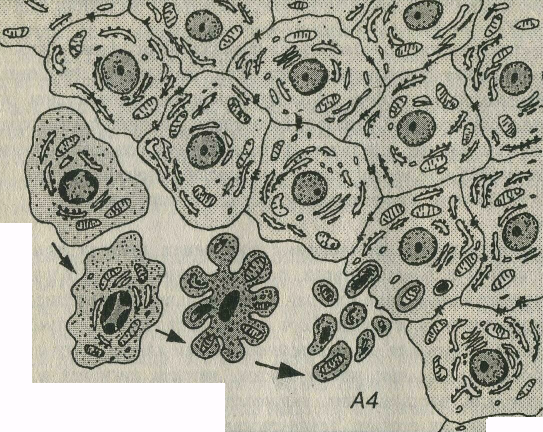 Морфологические изменения клеток. Клетка в состоянии апоптоза с конденсированным хроматином. Запрограммированная смерть клетки носит название. Клетка при апоптозе микроскоп. Интактная многослойная культура клеток раскраска.
