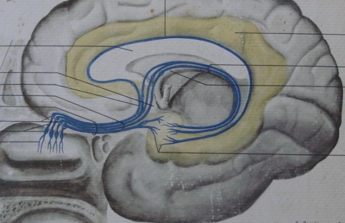 Обонятельный тракт анатомия. Tractus olfactorius - обонятельный тракт. Обонятельный центр головного мозга. Обонятельный треугольник Сапин.