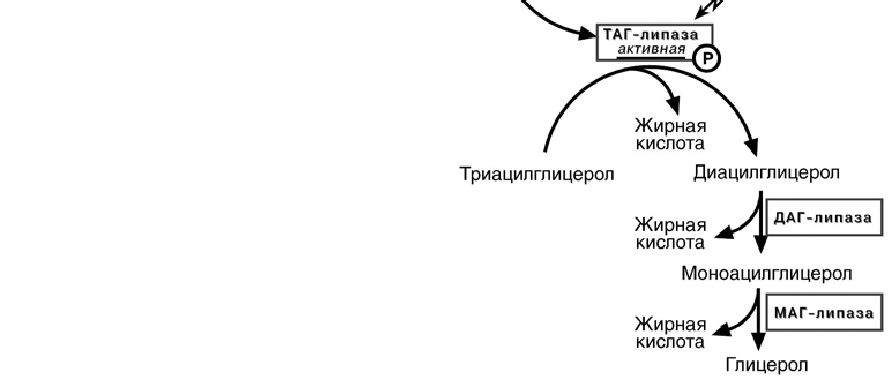 Таг липаза. Липолиз биохимия схема. Регуляция активности таг липазы. Тканевая липаза активная схема реакции. Схема регуляции активности таг-липазы.