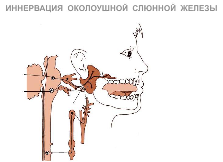 Околоушная железа операция. Иннервация околоушной слюнной железы.