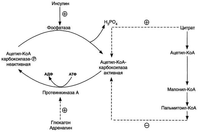 Схема окисления ацетил коа до углекислого газа и воды