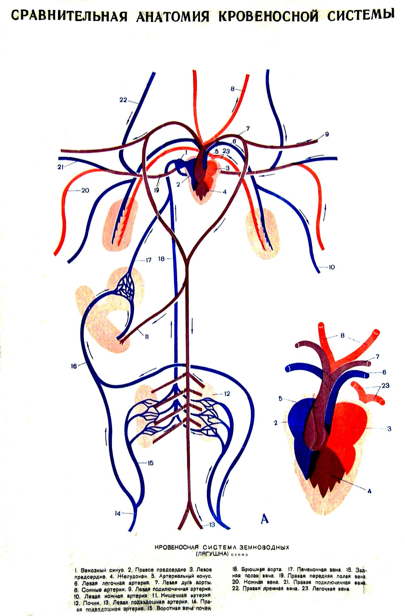 Земноводные строение кровеносной системы сходство и различия. Строение кровеносной системы амфибий схема. Строение кровеносной системы и сердца амфибии. Строение сердца и кровеносной системы лягушки. Сосуды малого круга кровообращения лягушки.