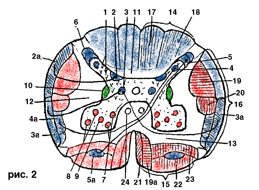 Ядра спинного мозга. Ядра и проводящие пути спинного мозга. Строение спинного мозга ядра. Ядра спинного мозга анатомия. Поперечный разрез спинного мозга с ядрами.