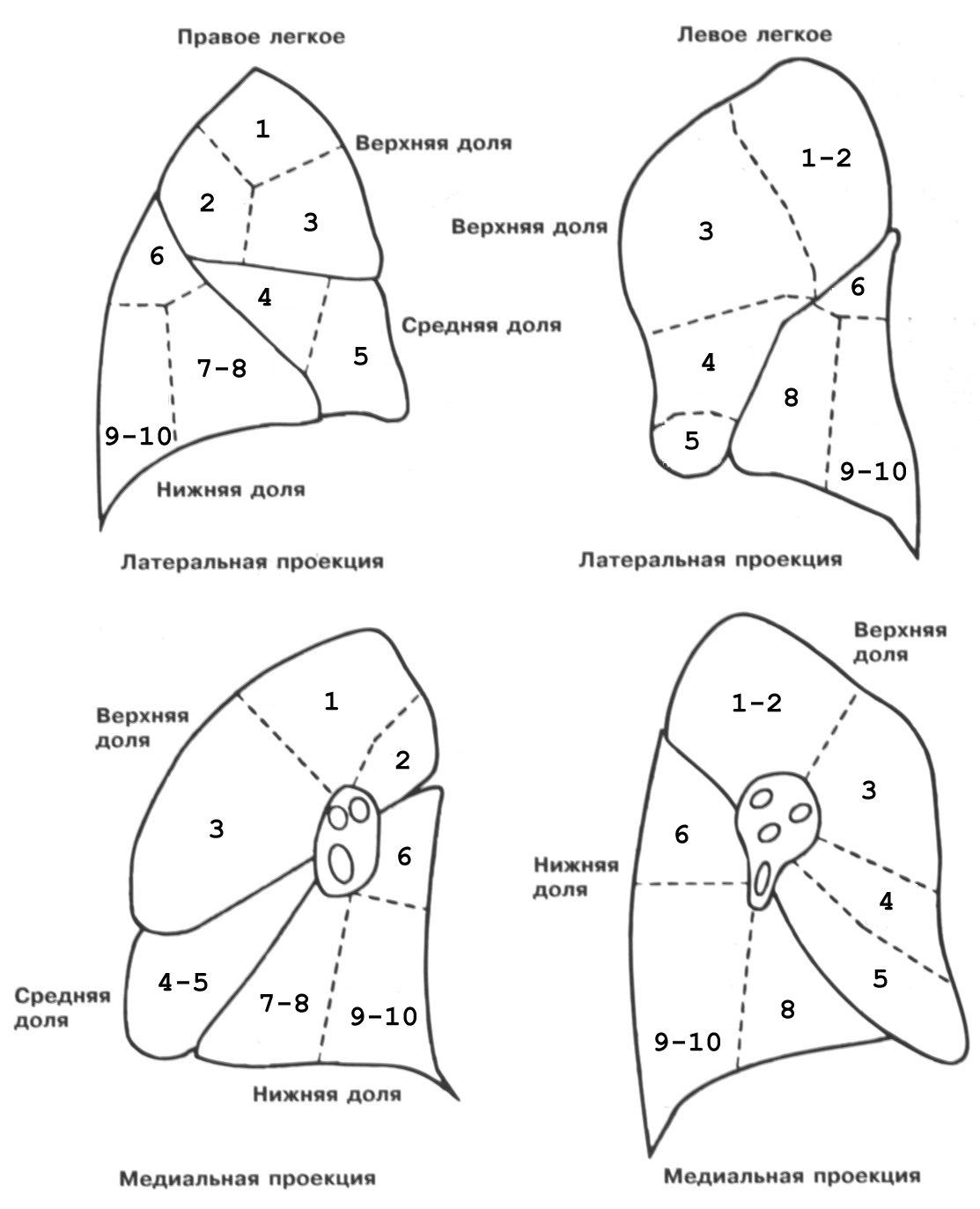 Количество долей в легком. Сегментарное строение легких схема. Легочные сегменты схема. Сегменты правого и левого легкого схема. Долевое строение легких схема.