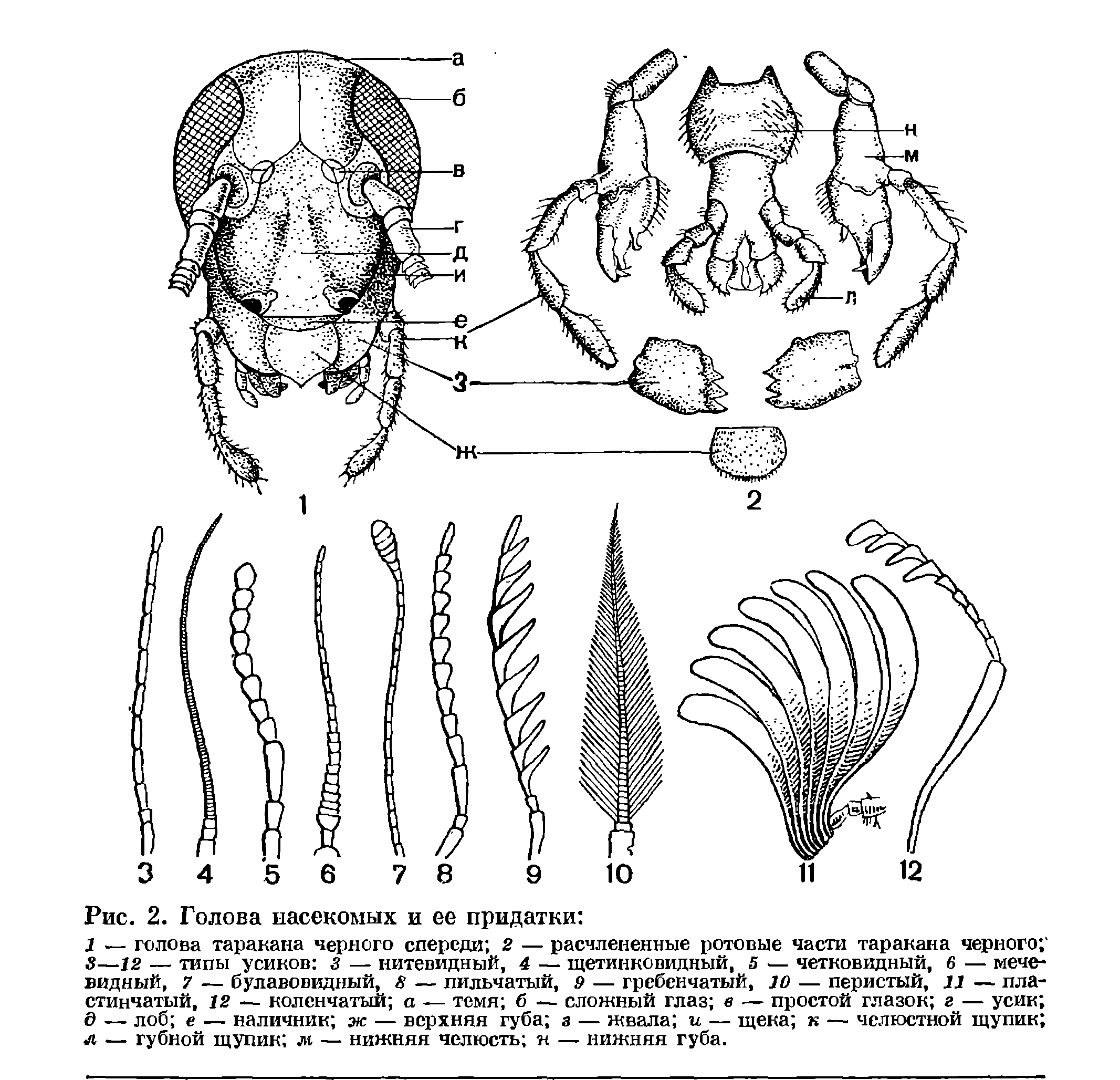 Ротовые органы