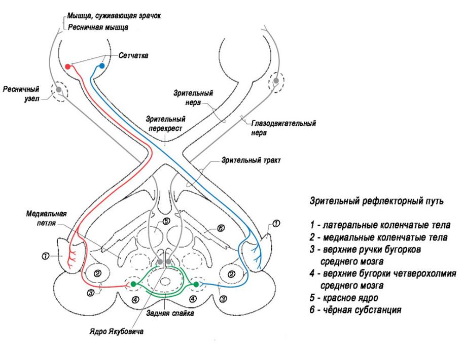 Рефлекторная дуга зрения схема