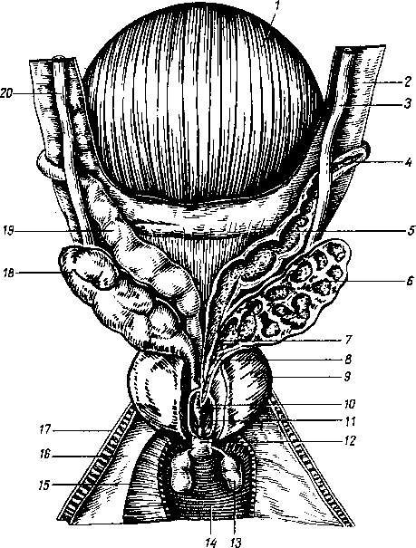 Семенной пузырек семенная железа. Предстательная железа и семенные пузырьки анатомия. Простата семенные пузырьки анатомия. Семенные пузырьки схема.