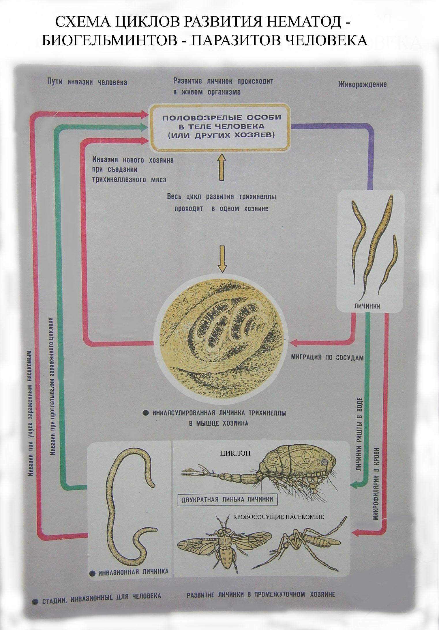 Жизненный цикл угрицы кишечной. Золотистая картофельная нематода цикл развития. Угрица кишечная строение. Цикл развития нематод.