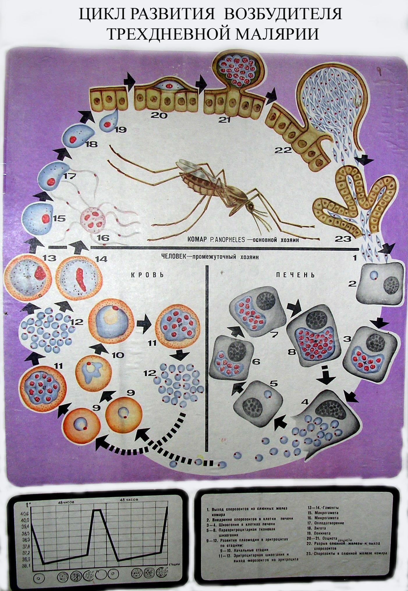 Цикл малярии. Цикл развития малярийного плазмодия. Цикл развития возбудителя трехдневной малярии схема. Жизненный цикл малярийного плазмодия схема. Цикл размножения малярийного плазмодия.