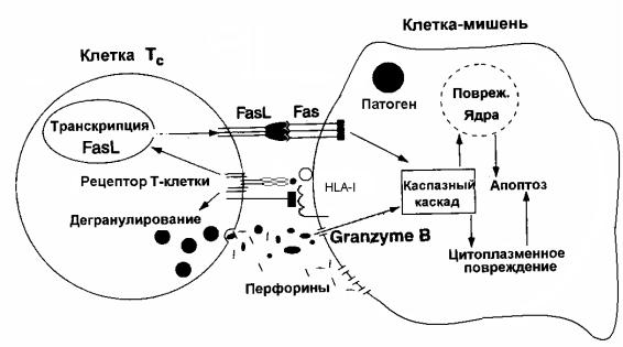 Клетки мишени. Филовирусы клетки мишени. Мембранах клеток мишеней.. Клетки мишени ПНФ.