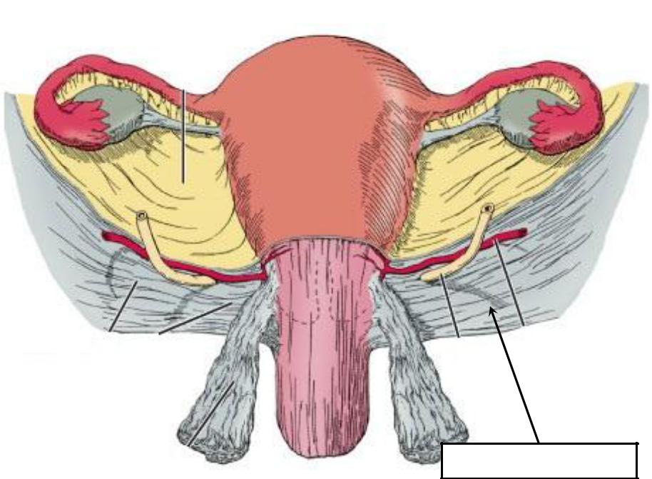 Кардинальная связка матки. Ligamentum Cardinale uteri анатомия. Кардинальные связки матки анатомия.