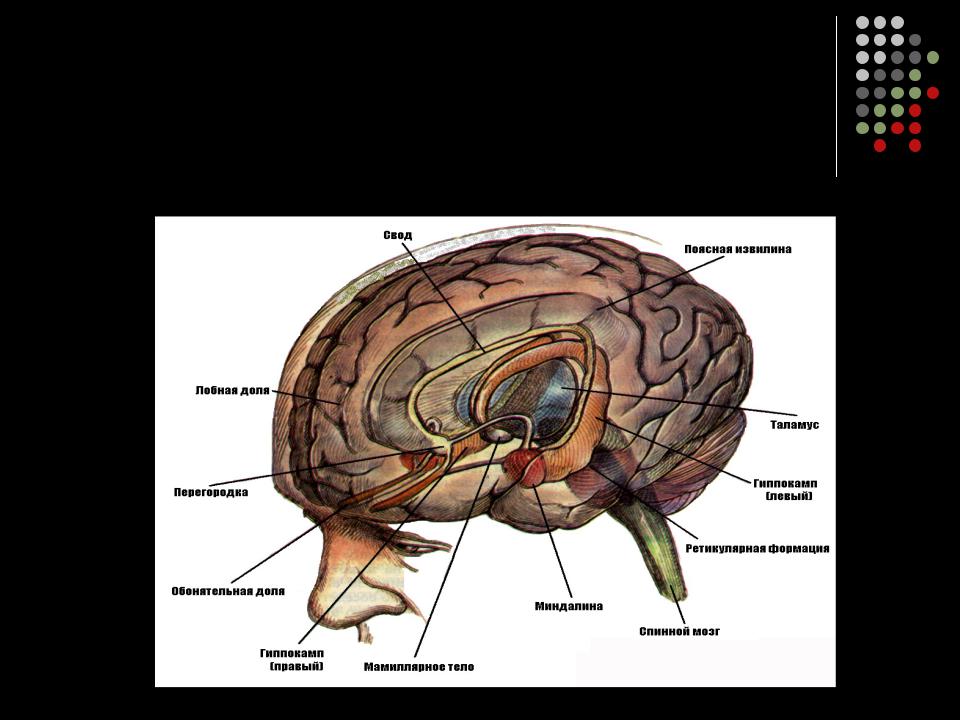 Самый древний отдел мозга. Базальные ганглии и лимбическая система. Лимбическая система и базальные ганглии мозг.