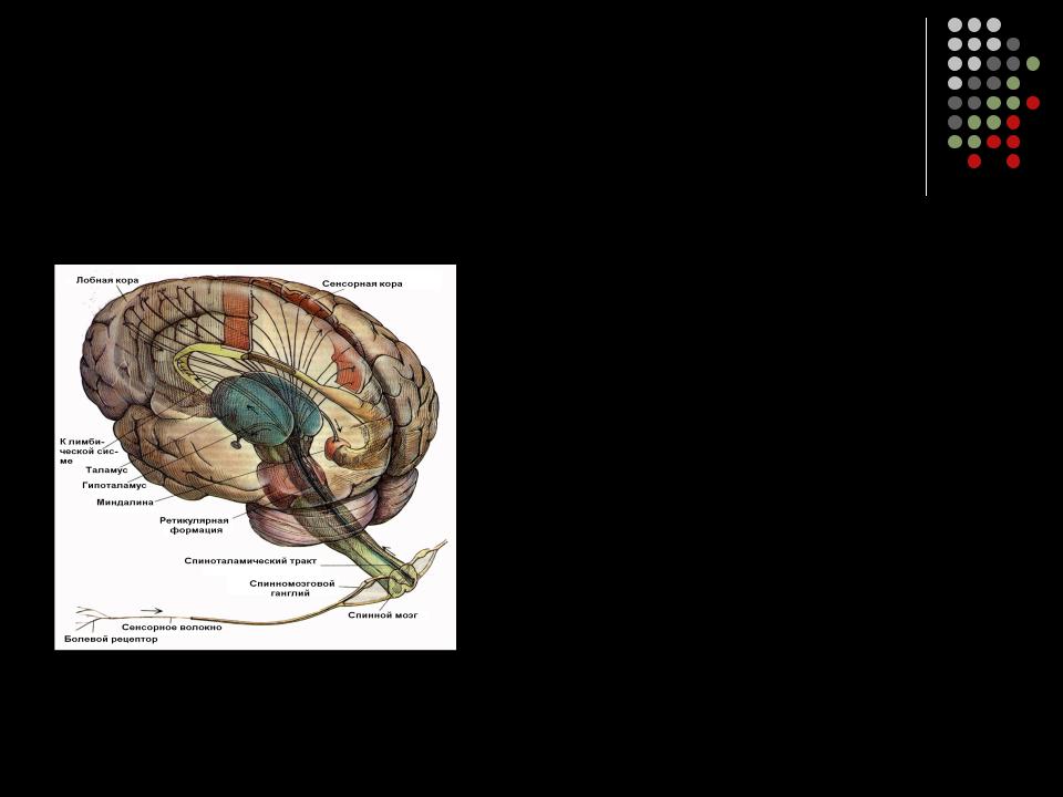 Функции таламуса промежуточного мозга. Зрительные Бугры головного мозга. Зрительный бугор таламус. Таламус и его функции. Функция таламуса в головном мозге.