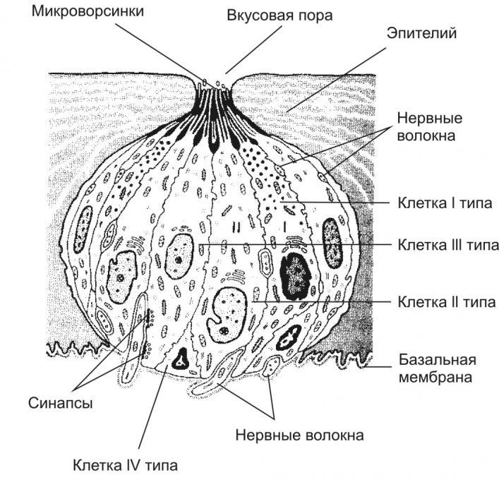 Схема органа вкуса