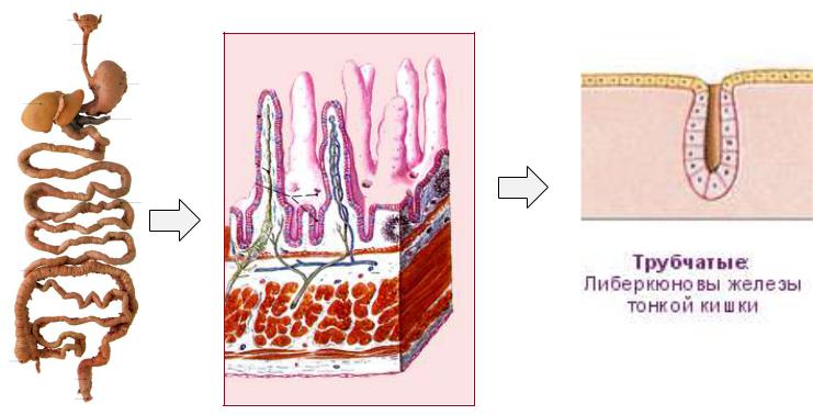 Железа кишечника. Железы либеркюновы крипты. Бруннеровы и либеркюновы железы. Тонкая кишка бруннеровы железы.