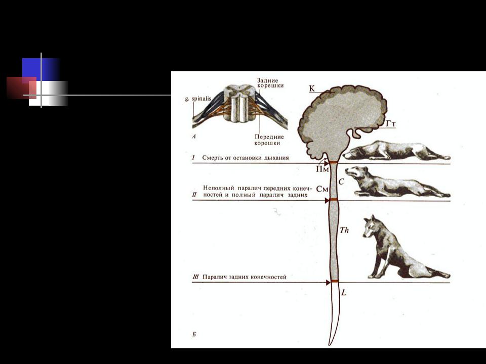 Перерезки спинного мозга. Перерезка спинного мозга уровни. Характеристика спинальных животных физиология. Перерезка задних Корешков спинного мозга. Рефлексы у спинальных животных.