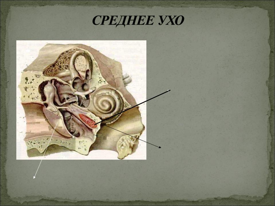Слуховая полость Слуховая полость