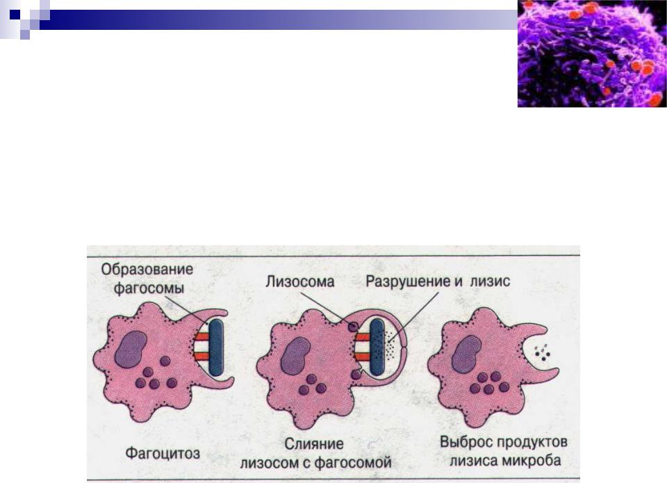 Фагоцитоз лизосома. Схема фагоцитоза в иммунологии. Фазы фагоцитоза схема. Механизм фагоцитоза схема. Схема фагоцитоза рисунок.