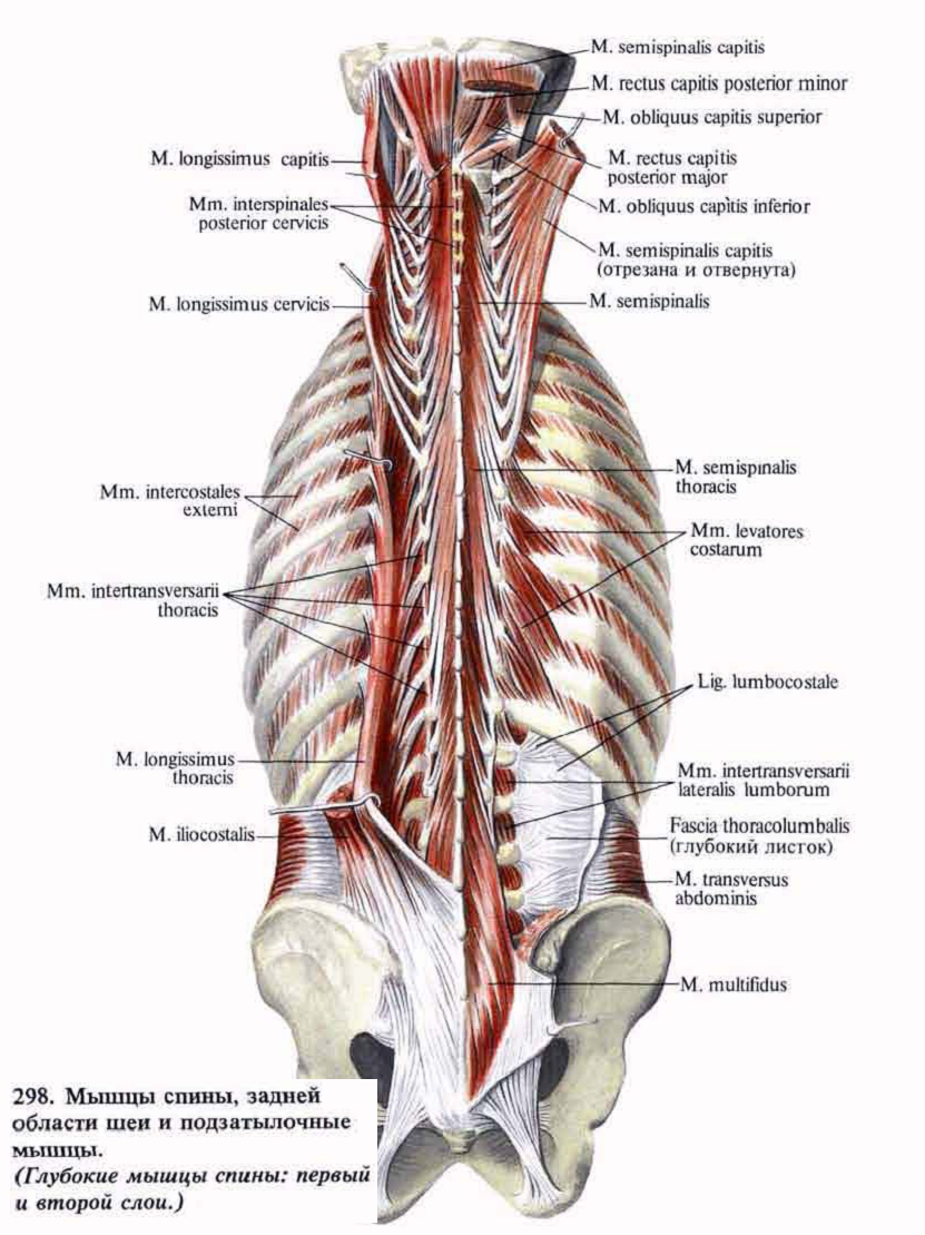Грудная поясница. Межпоперечные мышцы спины. Мышцы спины анатомический атлас. Мышцы спины медиальный тракт анатомия. Топография мышц спины.