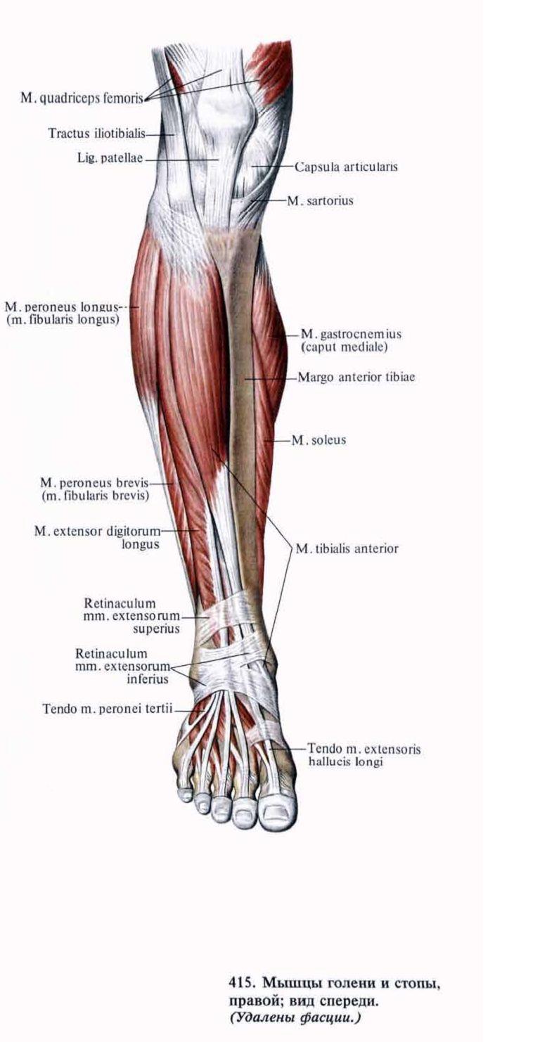 Анатомия ноги человека мышцы и связки ниже колена фото