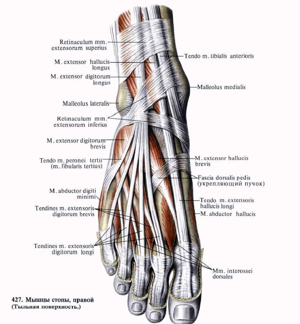 Foot muscle. Сухожилия разгибателей пальцев стопы анатомия. Мышцы ступни человека анатомия. Мышца короткий разгибатель пальцев стопы. Мышцы подошвы стопы анатомия.