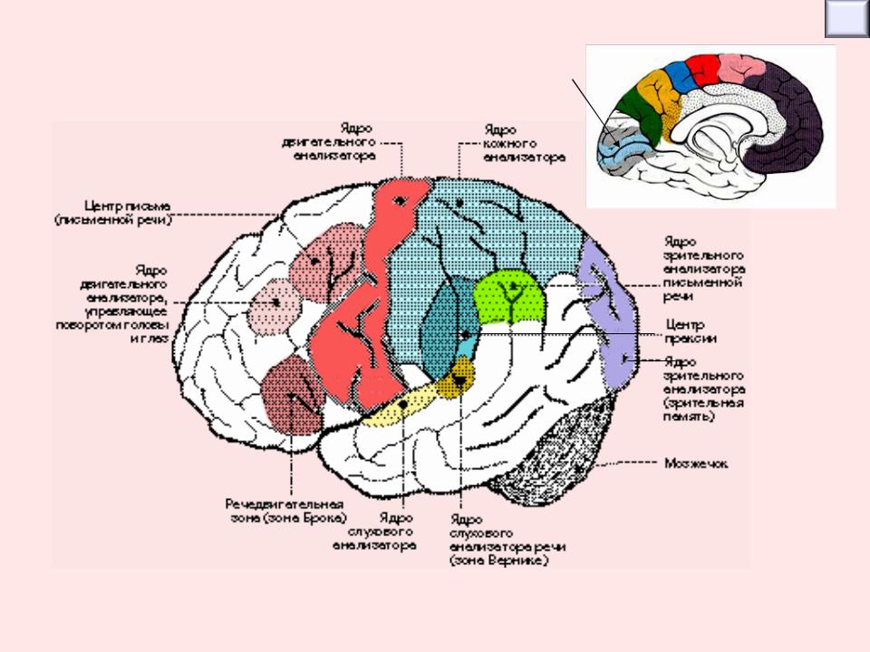 Локализация функций головного. Корковые центры коры головного мозга. Зоны коры головного мозга локализация функций. Корковые отделы анализаторов (схема).. Анализаторы локализация центров в коре головного мозга.