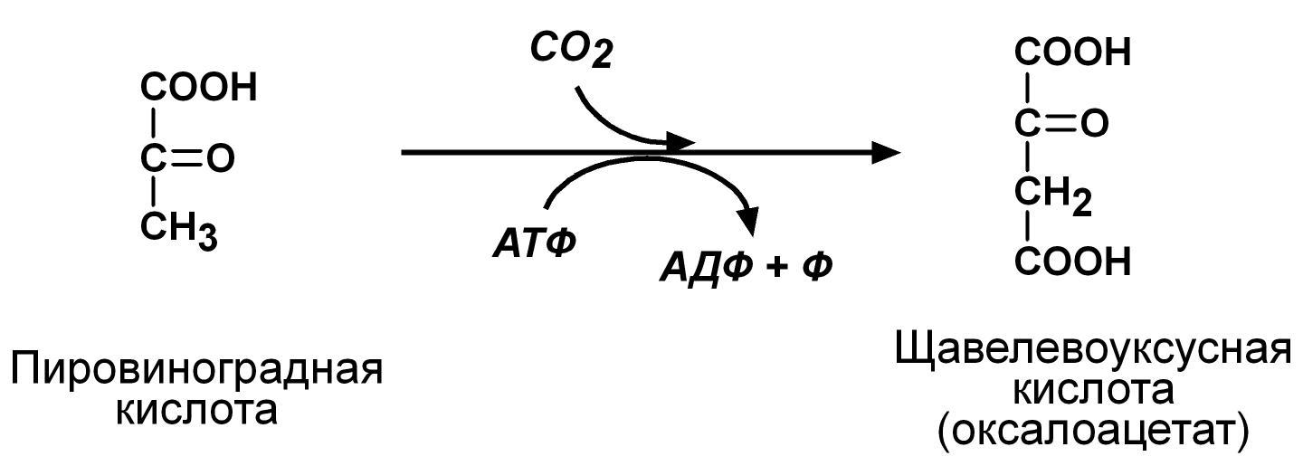 Реакция образования пировиноградной кислоты. Образование щук из пирувата. Механизм синтеза щук.. Пировиноградная кислота образуется из. Пировиноградная кислота формула и щук.