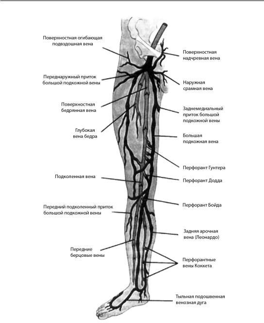 Карта вен нижних конечностей. Перфорантные вены нижних конечностей анатомия. Вены нижних конечностей анатомия схема. Суральные вены нижних конечностей анатомия. Бедренная Вена анатомия схема.