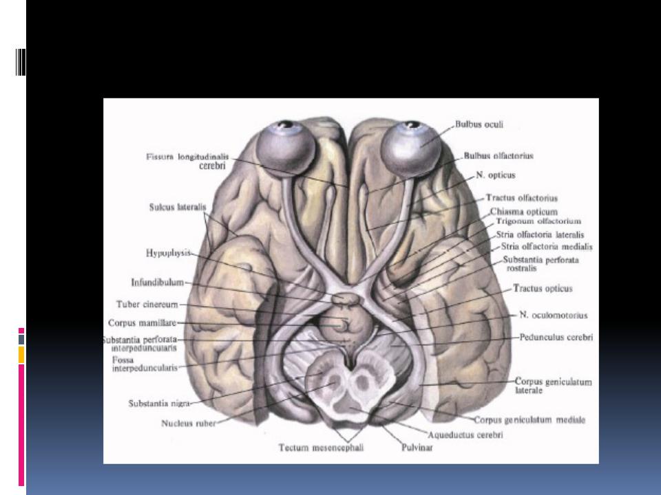 Зрительный нерв в головной мозг. Отделы зрительного нерва. Зрительные нервы отделы. Отделы глазного нерва.