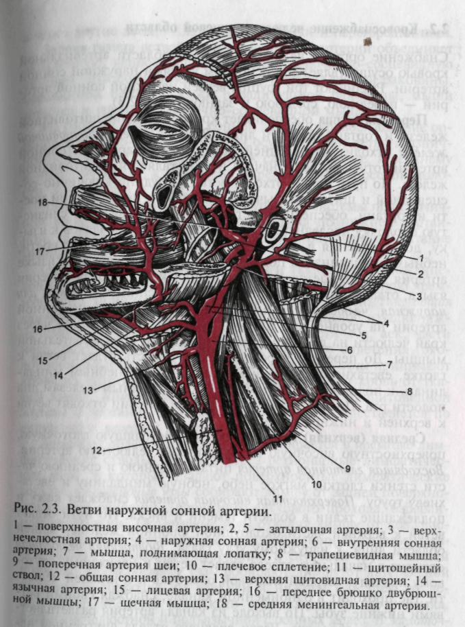 Сонная артерия где на руке. Наружная и внутренняя Сонная артерия анатомия. Наружная Сонная артерия анатомия ветви. Левая внутренняя Сонная артерия анатомия. Кровоснабжение наружной сонной артерии.