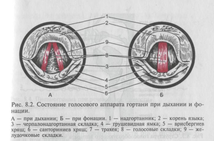 Анатомия внутренних мышц гортани