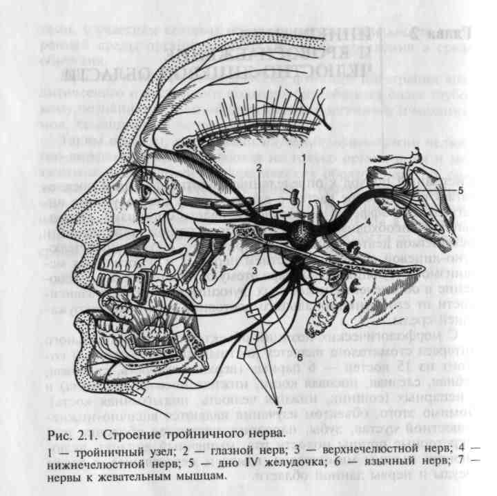 Нервы лицевой области. Тройничный нерв анатомия схема. Иннервация тройничного нерва схема. Анатомия верхнечелюстной ветви тройничного нерва. Корешок тройничного нерва анатомия.