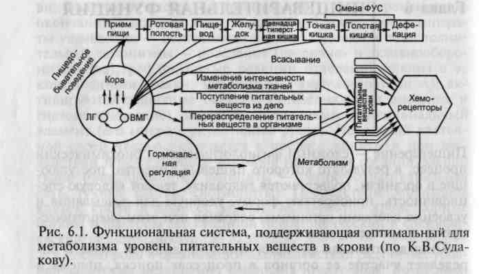 Функциональная система пищеварения. Функциональная система питательных веществ. Фус обеспечивающая постоянство питательных веществ в крови. Функциональная система поддержания питательных веществ в крови.
