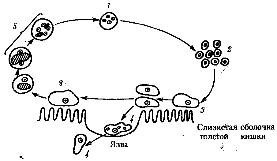 Стадия амебы поражающая толстый кишечник человека. Цикл развития дизентерийной амебы. Схема жизненного цикла дизентирийной амёбы. Жизненный цикл дизентерийной амебы. Схема жизненного цикла простейших дизентерийной амебы.