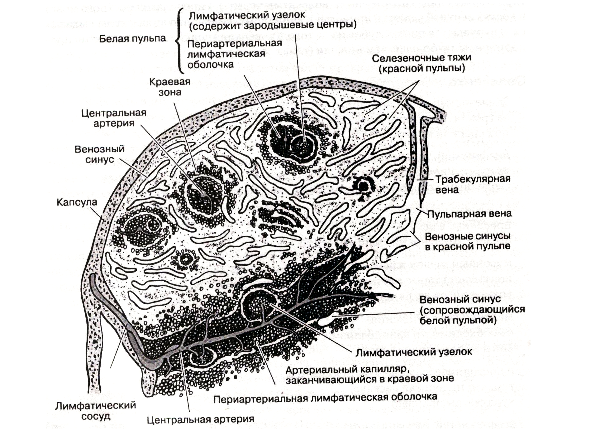 Селезенка лимфоциты. Селезеночные тяжи. Венозный синус гистология. Т лимфоциты в селезенке. Селезеночные (пульпарные) тяжи.