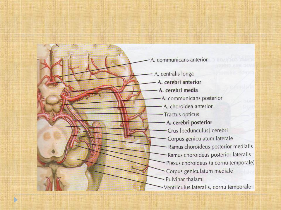 Мозговые сплетения. Сосудистое сплетение. Артерия сосудистого сплетения. Хориоидное сплетение функции. Сосудистые сплетения желудочков мозга.