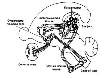 Эпифиз рисунок гистология