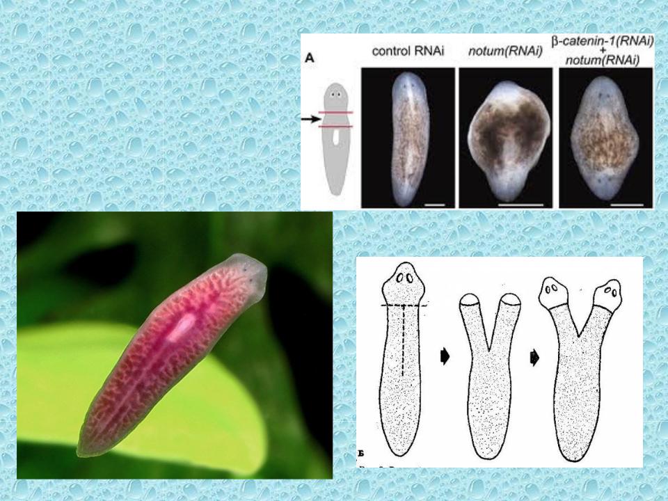 Белая планария жизненный цикл схема