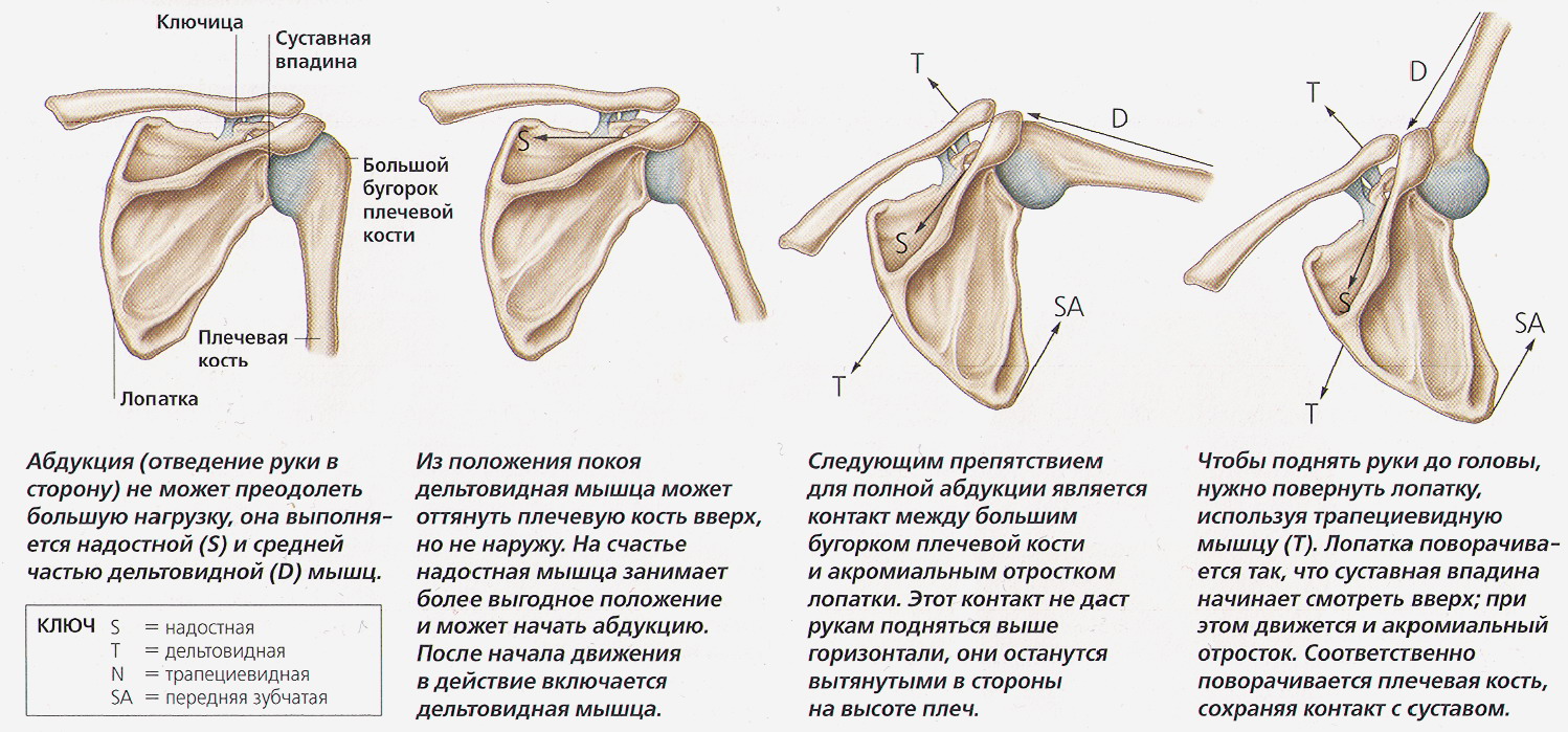 Соединения костей плечевого пояса. Анатомия плечевого сустава человека кости. Плечевой сустав анатомия верхних конечностей. Recessus axillaris плечевого сустава.