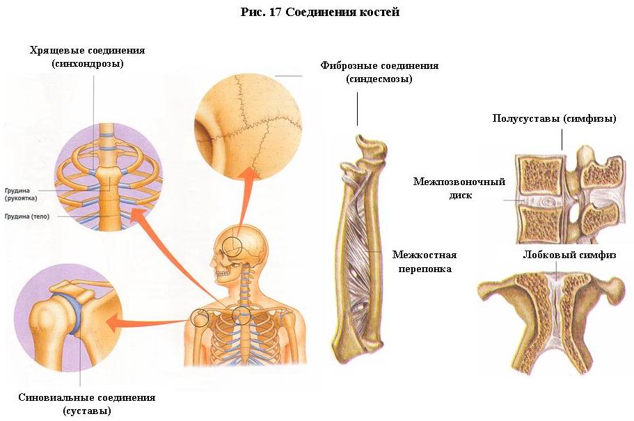 Непрерывные кости. Соединения костей непрерывные соединения синдесмозы. Мембрана Тип соединения костей. Непрерывные фиброзные соединения костей рисунок. Соединение костей синдесмозы.