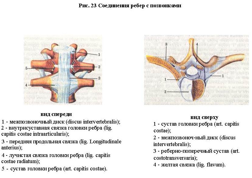 Ребро тип соединения. Соединительная связка реберных головок. Соединение ребер с позвонками у животных. Сустав головки ребра и реберно поперечный сустав. Соединение ребра с позвонком рисунок.